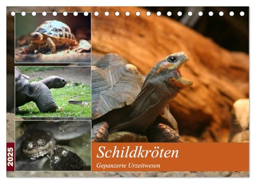 Schildkröten - Gepanzerte Urzeitwesen (Tischkalender 2025 DIN A5 quer), CALVENDO Monatskalender von CALVENDO