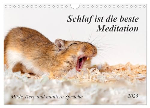 Schlaf ist die beste Meditation (Wandkalender 2025 DIN A4 quer), CALVENDO Monatskalender von CALVENDO