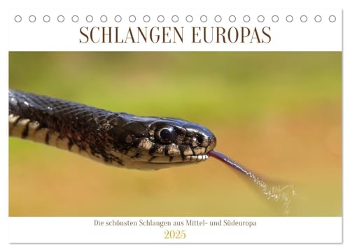 Schlangen Europas (Tischkalender 2025 DIN A5 quer), CALVENDO Monatskalender: Giftige und ungiftige Schlangen aus Mittel- und Südeuropa (CALVENDO Tiere) von Calvendo