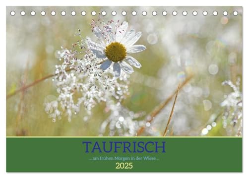 Taufrisch ... am frühen Morgen in der Wiese (Tischkalender 2025 DIN A5 quer), CALVENDO Monatskalender von CALVENDO