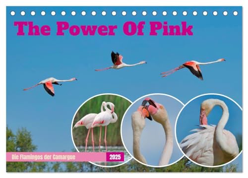 The Power Of Pink (Tischkalender 2025 DIN A5 quer), CALVENDO Monatskalender: Die Flamingos der Camargue (CALVENDO Tiere) von Calvendo