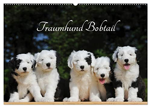 Traumhund Bobtail (Wandkalender 2025 DIN A2 quer), CALVENDO Monatskalender von CALVENDO