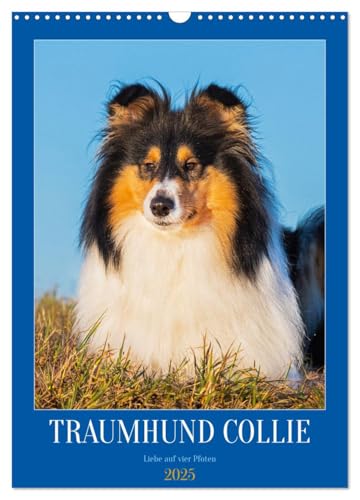 Traumhund Collie - Liebe auf vier Pfoten (Wandkalender 2025 DIN A3 hoch), CALVENDO Monatskalender von CALVENDO