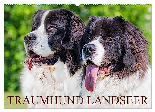 Traumhund Landseer (Wandkalender 2025 DIN A2 quer), CALVENDO Monatskalender von CALVENDO