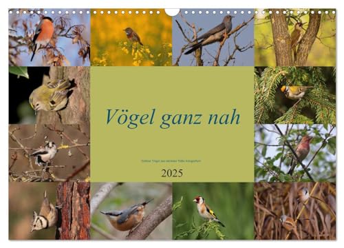 Vögel ganz nah (Wandkalender 2025 DIN A3 quer), CALVENDO Monatskalender von CALVENDO