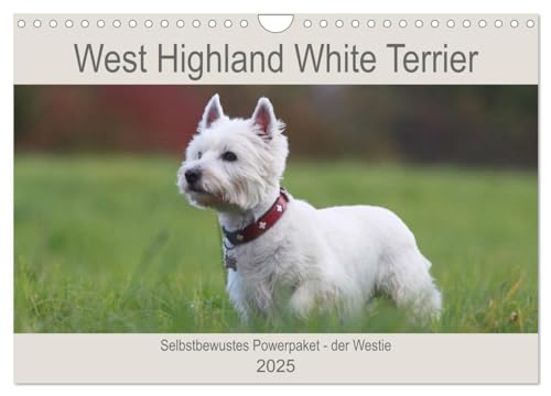 West Highland White Terrier - Selbstbewustes Powerpaket - der Westie (Wandkalender 2025 DIN A4 quer), CALVENDO Monatskalender von CALVENDO