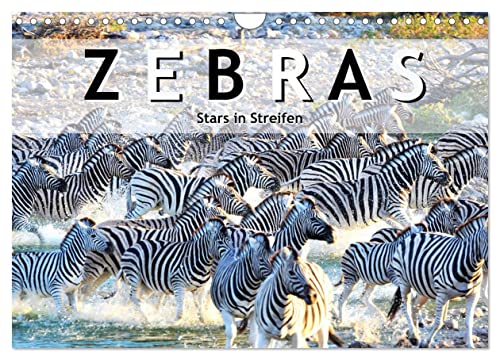 Zebras, Stars in Streifen (Wandkalender 2025 DIN A4 quer), CALVENDO Monatskalender von CALVENDO