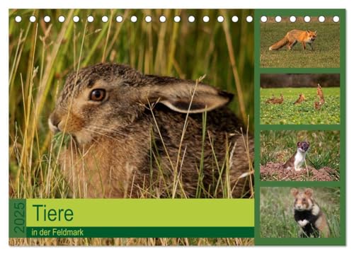 Tiere in der Feldmark (Tischkalender 2025 DIN A5 quer), CALVENDO Monatskalender: Bedrohte Arten in unserer Kulturlandschaft von Calvendo