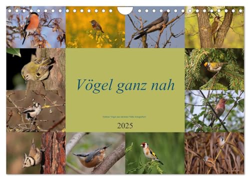 Vögel ganz nah (Wandkalender 2025 DIN A4 quer), CALVENDO Monatskalender von CALVENDO