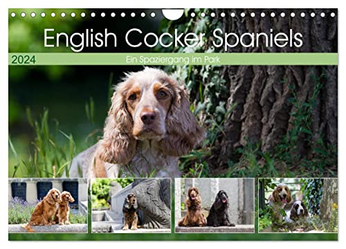 English Cocker Spaniels - Ein Spaziergang im Park (Wandkalender 2024 DIN A4 quer), CALVENDO Monatskalender