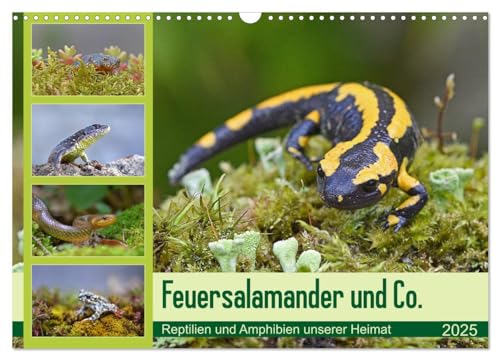 Feuersalamander und Co. (Wandkalender 2025 DIN A3 quer), CALVENDO Monatskalender von CALVENDO