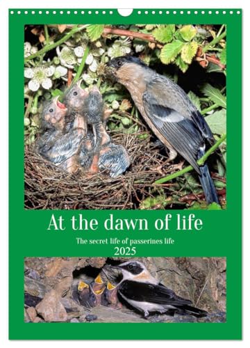 At the dawn of life the secret life of passerines (Wandkalender 2025 DIN A3 hoch), CALVENDO Monatskalender von CALVENDO