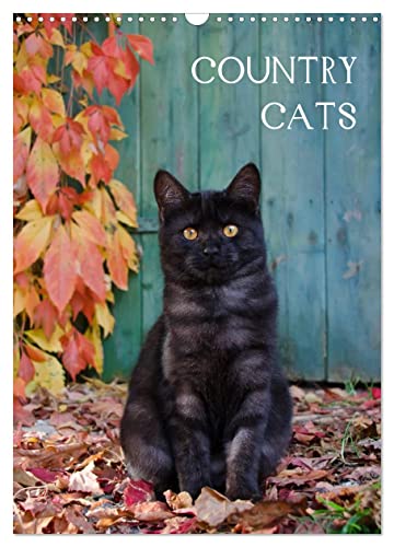 COUNTRY CATS (Wandkalender 2024 DIN A3 hoch), CALVENDO Monatskalender von CALVENDO