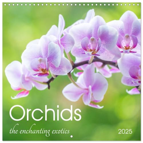 Orchids the enchanting exotics (Wall Calendar 2025 12 × 12 Inch) CALVENDO 12 Month Wall Calendar von CALVENDO