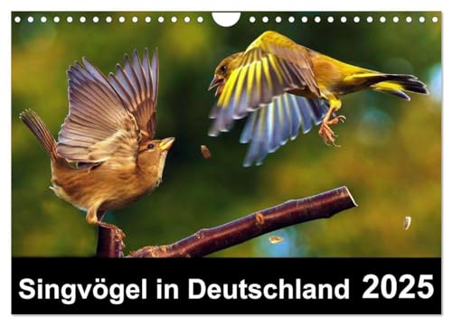 Singvögel in Deutschland (Wandkalender 2025 DIN A4 quer), CALVENDO Monatskalender: Ein Vogelkalender mit herrlichen Impressionen unserer Singvögel von Calvendo