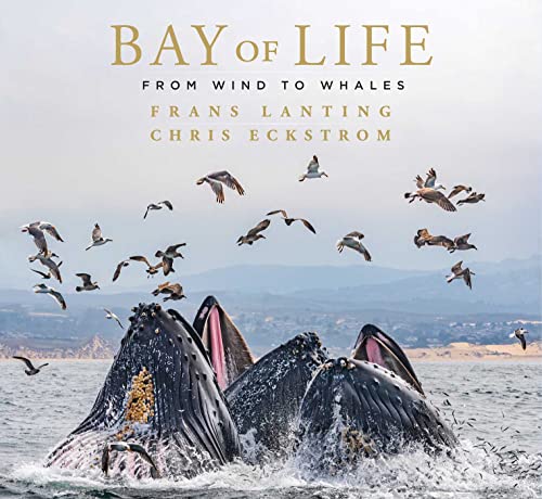 Bay of Life: From Wind to Whales (Mandala Earth) von Earth Aware Editions