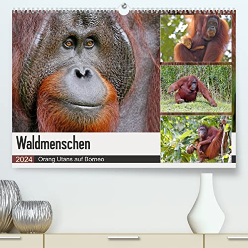 Waldmenschen - Orang Utans auf Borneo (hochwertiger Premium Wandkalender 2024 DIN A2 quer), Kunstdruck in Hochglanz