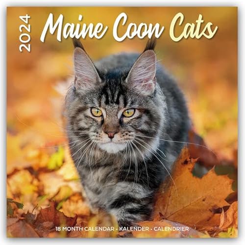 Maine Coon Cats – Main Coon Katzen 2024 – 16-Monatskalender: Original Plenty Gifts-Kalender [Mehrsprachig] [Kalender] (Wand-Kalender) von Flechsig