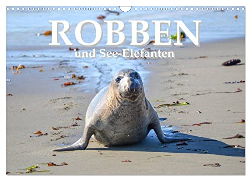 Robben und See-Elefanten (Wandkalender 2025 DIN A3 quer), CALVENDO Monatskalender von CALVENDO