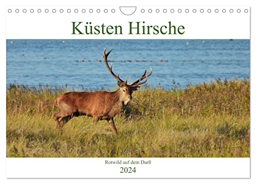Küsten Hirsche - Rotwild auf dem Darß (Wandkalender 2024 DIN A4 quer), CALVENDO Monatskalender von CALVENDO