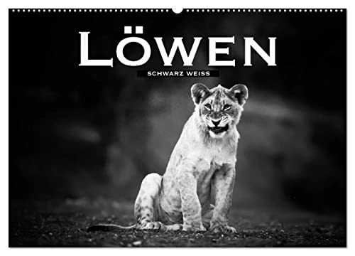 Löwen schwarz weiß (Wandkalender 2025 DIN A2 quer), CALVENDO Monatskalender von CALVENDO