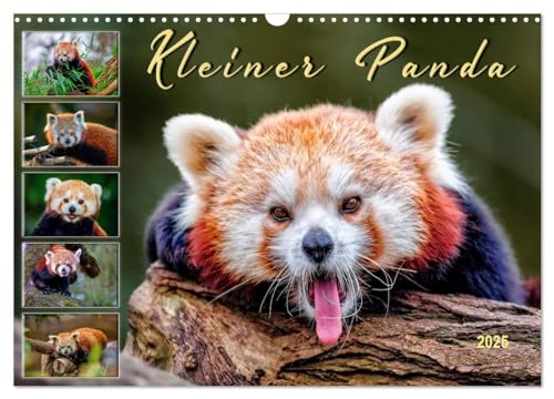 Kleiner Panda (Wandkalender 2025 DIN A3 quer), CALVENDO Monatskalender: Eindrucksvolle Bilder eines wunderschönen Tieres. von Calvendo