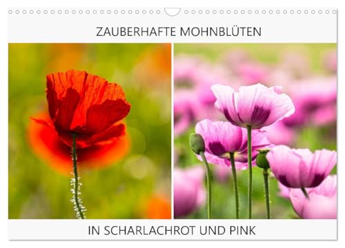 ZAUBERHAFTE MOHNBLÜTEN IN SCHARLACHROT UND PINK (Wandkalender 2025 DIN A3 quer), CALVENDO Monatskalender von CALVENDO