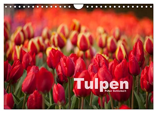 Tulpen (Wandkalender 2024 DIN A4 quer), CALVENDO Monatskalender von CALVENDO