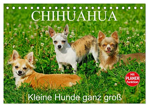 Chihuahua - Kleine Hunde ganz groß (Tischkalender 2024 DIN A5 quer), CALVENDO Monatskalender von CALVENDO