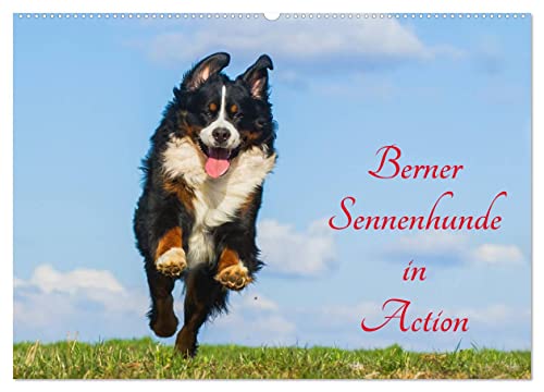 Berner Sennenhunde in Action (Wandkalender 2025 DIN A2 quer), CALVENDO Monatskalender von CALVENDO