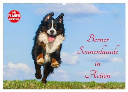 Berner Sennenhunde in Action (Wandkalender 2025 DIN A2 quer), CALVENDO Monatskalender: Berner Sennenhunde, wie sie selten gezeigt werden - voller Temperament und Lebensfreude von CALVENDO