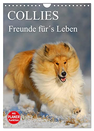 Collies - Freunde für´s Leben (Wandkalender 2025 DIN A4 hoch), CALVENDO Monatskalender von CALVENDO