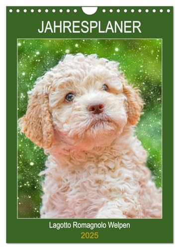 Jahresplaner Lagotto Romagnolo Welpen (Wandkalender 2025 DIN A4 hoch), CALVENDO Monatskalender