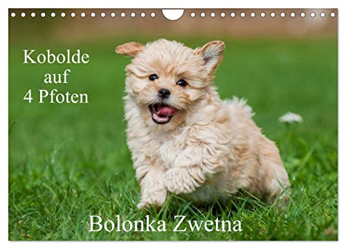 Kobolde auf 4 Pfoten - Bolonka Zwetna (Wandkalender 2025 DIN A4 quer), CALVENDO Monatskalender von CALVENDO