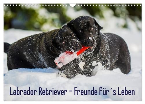 Labrador Retriever - Freunde für´s Leben (Wandkalender 2025 DIN A3 quer), CALVENDO Monatskalender: Labrador Retriever - die seit Jahren wohl beliebteste Hunderasse, auf 13 zauberhaften Fotos von CALVENDO