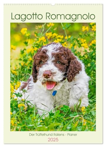 Lagotto Romagnolo - Der Trüffelhund Italiens - Planer (Wandkalender 2025 DIN A2 hoch), CALVENDO Monatskalender von CALVENDO