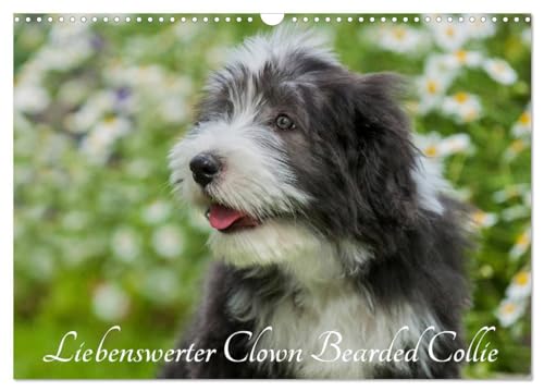 Liebenswerter Clown Bearded Collie (Wandkalender 2025 DIN A3 quer), CALVENDO Monatskalender: Der Clown unter den Britischen Hütehunden, der Bearded ... auf 13 zauberhaften Bildern durch das Jahr von CALVENDO