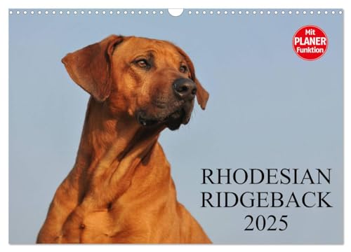 Rhodesian Ridgeback 2025 (Wandkalender 2025 DIN A3 quer), CALVENDO Monatskalender