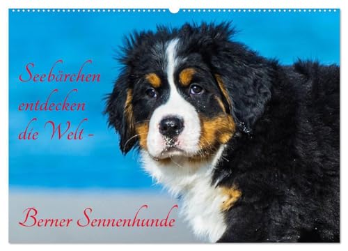 Seebärchen entdecken die Welt - Berner Sennenhunde (Wandkalender 2025 DIN A2 quer), CALVENDO Monatskalender: Berner Sennenhunde-Welpen entdecken ihre Welt an der Ostseküste. von CALVENDO