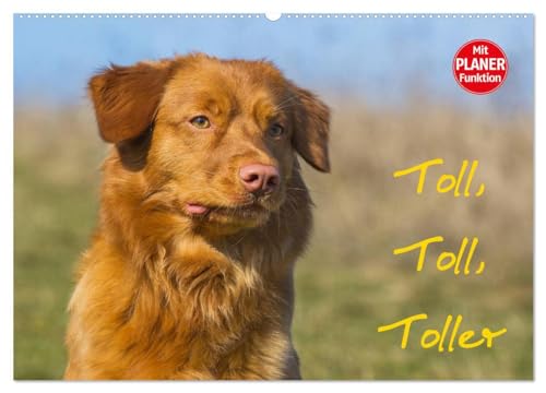 Toll, toll, Toller (Wandkalender 2025 DIN A2 quer), CALVENDO Monatskalender: Die kleinste Retrieverrasse, der Nova Scotia Duck Tolling Retriever auf 13 bezaubernden Bildern (CALVENDO Tiere) von CALVENDO