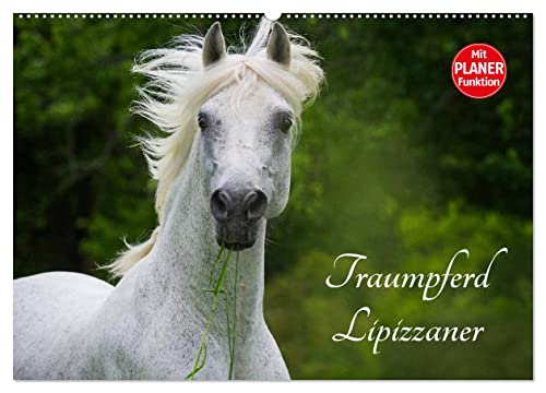 Traumpferd Lipizzaner (Wandkalender 2025 DIN A2 quer), CALVENDO Monatskalender von CALVENDO