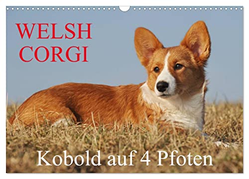 Welsh Corgi - Kobold auf 4 Pfoten (Wandkalender 2025 DIN A3 quer), CALVENDO Monatskalender von CALVENDO