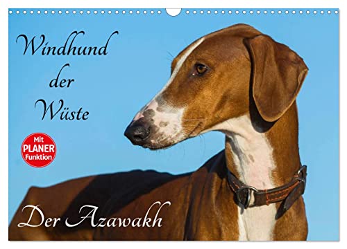 Windhund der Wüste - Der Azawakh (Wandkalender 2025 DIN A3 quer), CALVENDO Monatskalender von CALVENDO