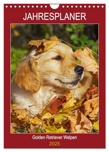 Jahresplaner Golden Retriever Welpen (Wandkalender 2025 DIN A4 hoch), CALVENDO Monatskalender von CALVENDO