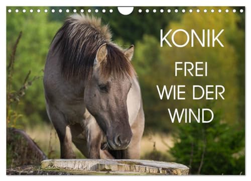 Konik - Frei geboren (Wandkalender 2025 DIN A4 quer), CALVENDO Monatskalender: Der Konik ¿ dem ausgestorbenen Wildpferd Europas sehr ähnlich ¿auf 13 wundervollen Fotos von CALVENDO