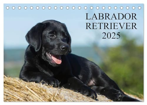 Labrador Retriever 2025 (Tischkalender 2025 DIN A5 quer), CALVENDO Monatskalender von CALVENDO