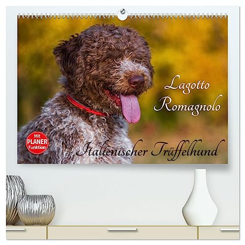 Lagotto Romagnolo - Italienischer Trüffelhund (hochwertiger Premium Wandkalender 2025 DIN A2 quer), Kunstdruck in Hochglanz von CALVENDO