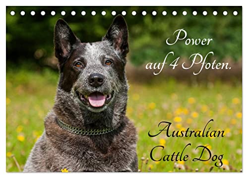 Power auf 4 Pfoten. Australian Cattle Dog (Tischkalender 2025 DIN A5 quer), CALVENDO Monatskalender von CALVENDO