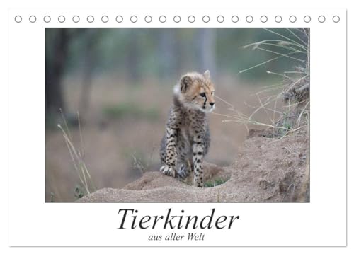 Tierkinder aus aller Welt (Tischkalender 2025 DIN A5 quer), CALVENDO Monatskalender: Kleinkinder und Teenager der Tierwelt auf Entdeckungstour von CALVENDO