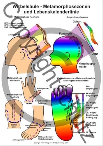 Wirbelsäule - Metamorphosezonen - DIN A5 Karte: mit Lebenskalenderlinie - DIN A5 Lehrkarte (Lehrtafeln / Übersichtskarten) von FITMIT-Verlag